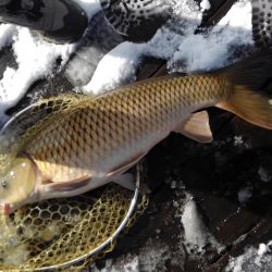 大安トラウトレイク 釣果